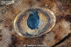 Pigmy wobbegong shark eye wide open... taken using a 105m... by Gaetano Gargiulo 